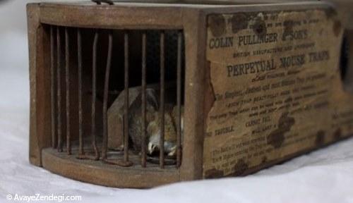  گیر افتادن موش در تله 155 ساله 